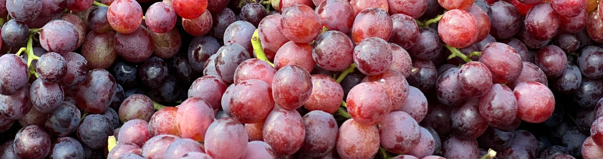 grapes used to make grapeseed oil