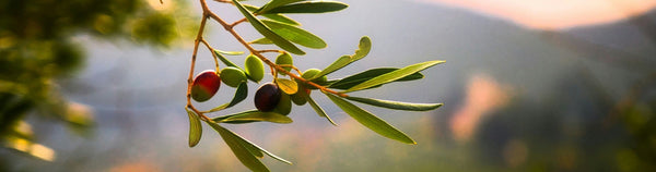 Benefits of Olive Oil For Skin