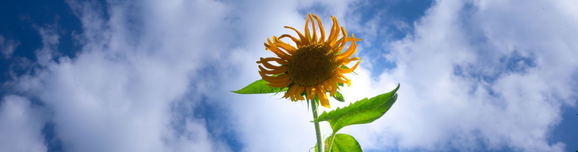 single sunflower and a blue sky